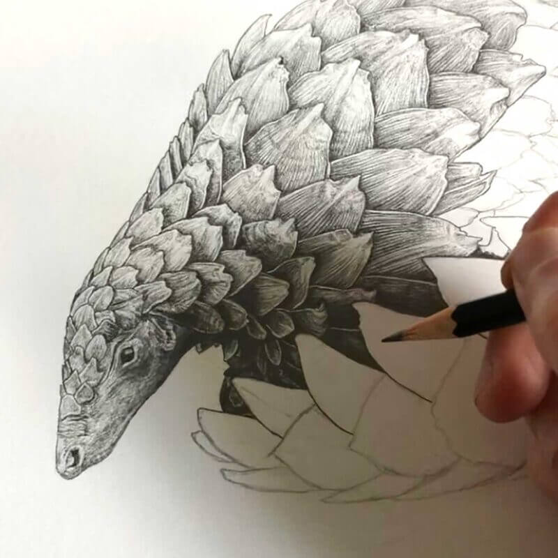 Pangolin-Drawing-Process-Sky-Siouki