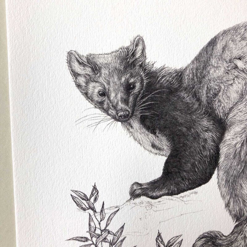 Pine-Marten-Print-Detail-Sky-Siouki