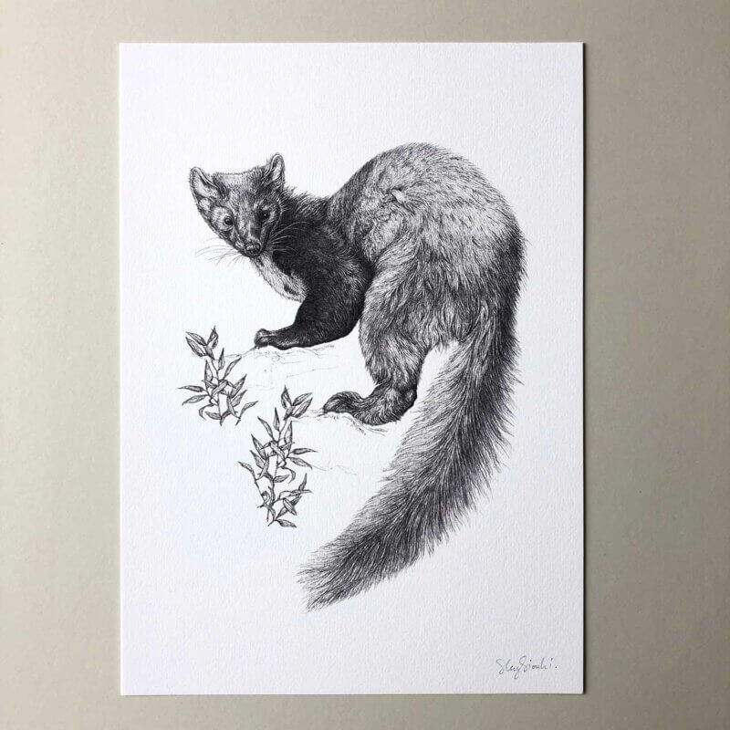 Pine-Marten-Print-Flat-Sky-Siouki