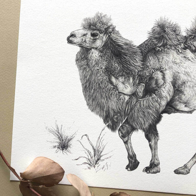 Bactrian-Camel-Print-Detail-Sky-Siouki