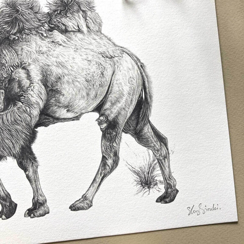 Bactrian-Camel-Print-Detail2-Sky-Siouki