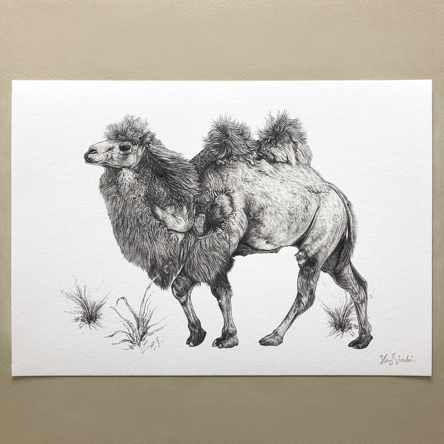 Bactrian-Camel-Print-Flat-Sky-Siouki