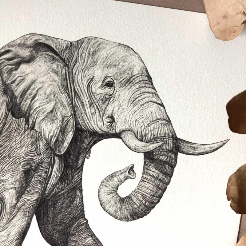 African-Elephant-Print-Close-Up-Sky-Siouki