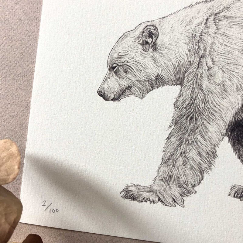Spirit-Bear-Close-Up-Sky-Siouki