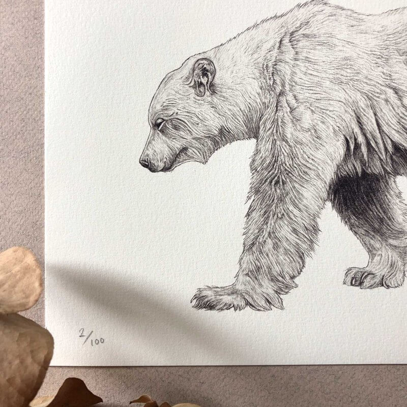 Spirit-Bear-Detail-Sky-Siouki